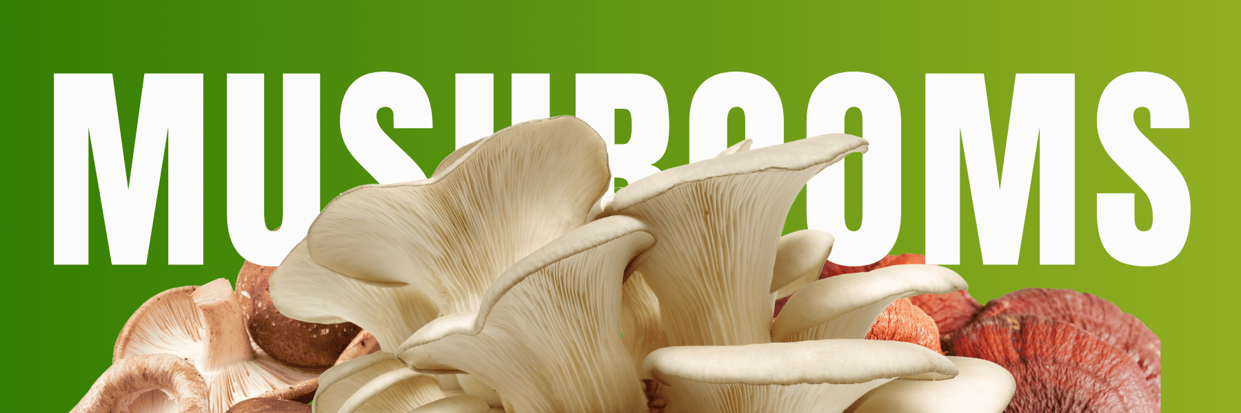 Expert mushroom cultivation consultation