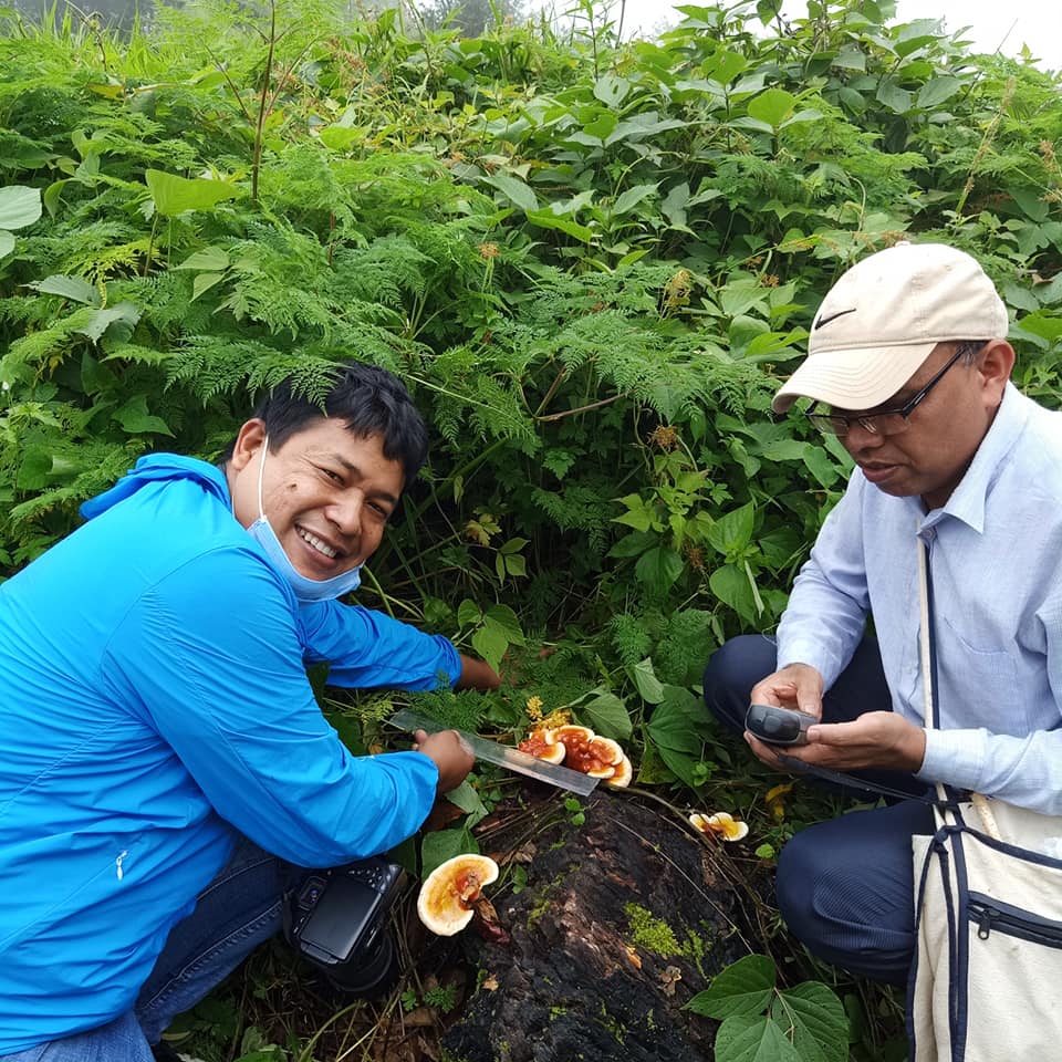 Mushroom Hunting - Mushroom research in Nepal