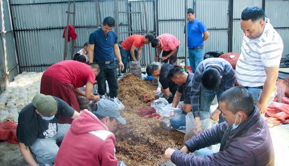 Oyster Mushroom Training