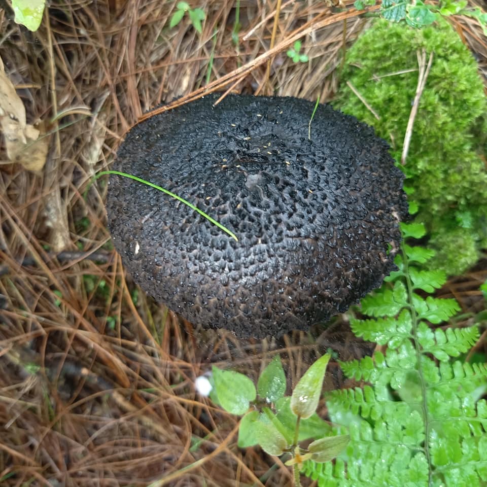 Old Man of the Woods - Strobilomyces floccopus